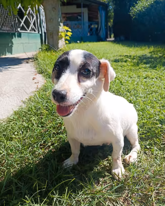 Jack russel