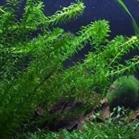 Egeria densa laghetto/acquario