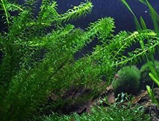 Egeria densa laghetto/acquario