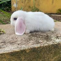 Coniglio ariete bianco C.e.r.c.a.s.i