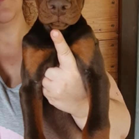 Cuccioli dobermann con pedigree
