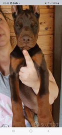 Cuccioli dobermann con pedigree