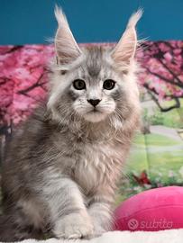 LEGGERE SOTTO COSTOSISSIMO Maine Coon estremo TOP