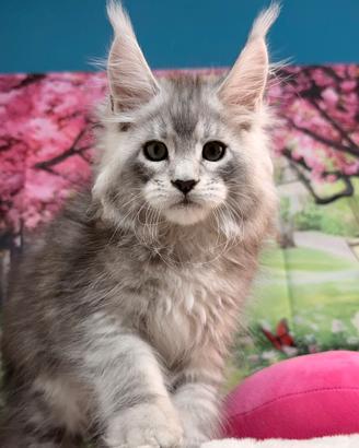 LEGGERE SOTTO COSTOSISSIMO Maine Coon estremo TOP
