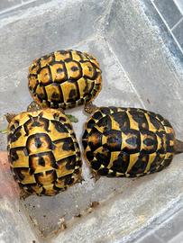 Tartarughe