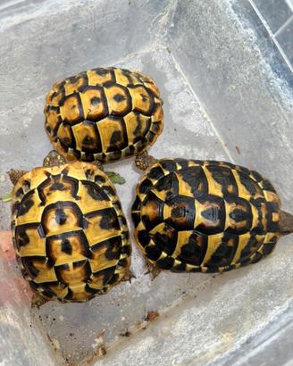 Tartarughe