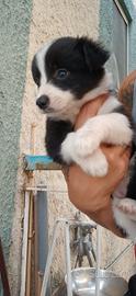 Border collie