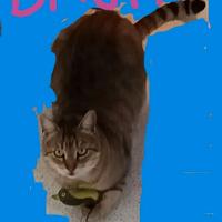 Un posticino per lui