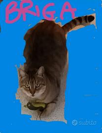 Un posticino per lui