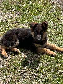 Cucciola pastore tedesco