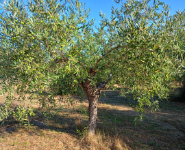 Oliveto a Cabras Solanas