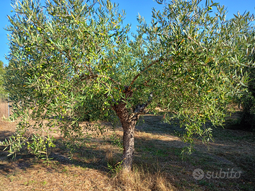 Oliveto a Cabras Solanas