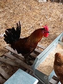 Gallo Cornuto di Caltanissetta