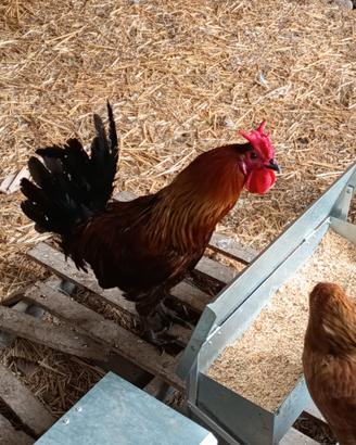 Gallo Cornuto di Caltanissetta