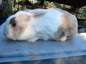 Coniglia nana