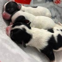 Cucciolo chihuahua