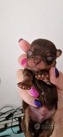 chihuahua chocolata than