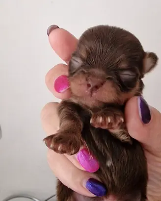 chihuahua chocolata than