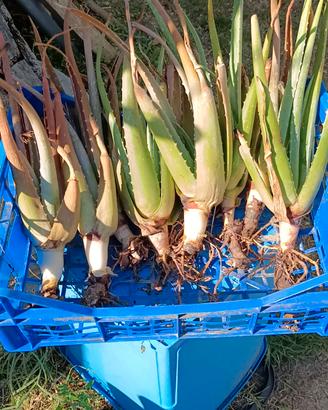 n. 8 ALOE ARBORESCENT di 3 anni  BIO