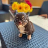 Chihuahua chocolate pelo lungo