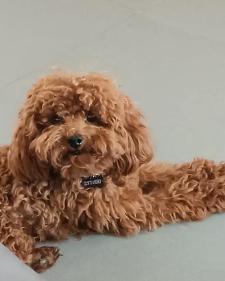 Barboncino Mini Toy Maschio con Pedigree