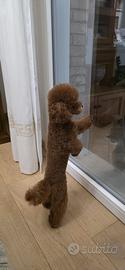 Barboncino toy
