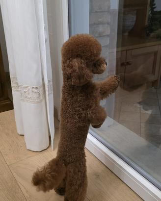 Barboncino toy