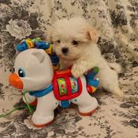 Maschietti maltese