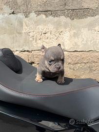 American bully femmina