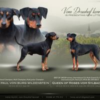 Pinscher tedesco, cucciolata con pedigree