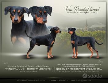 Pinscher tedesco, cucciolata con pedigree