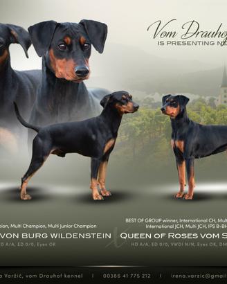 Pinscher tedesco, cucciolata con pedigree