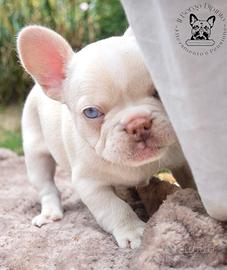 Cucciole bulldog francese