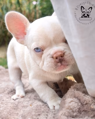 Cucciole bulldog francese