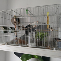 Diamantini con Gabbia