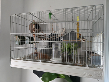 Diamantini con Gabbia