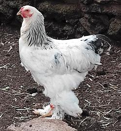 Galli Brahma Bianco Columbia in purezza