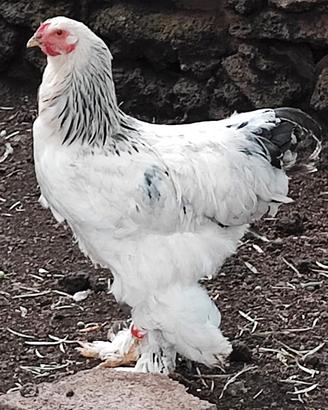 Galli Brahma Bianco Columbia in purezza
