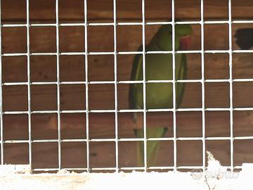 Coppia femmine parrocchetto