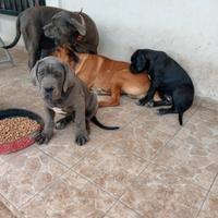 Cane corso