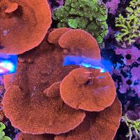Corallo montipora foliosa rossa