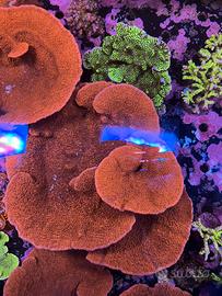Corallo montipora foliosa rossa