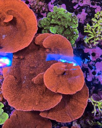 Corallo montipora foliosa rossa