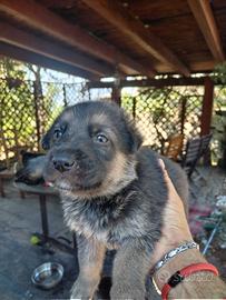 Cuccioli pastore tedesco