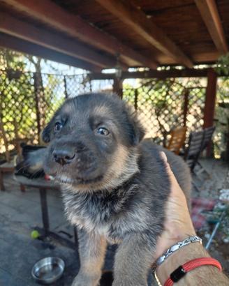 Cuccioli pastore tedesco