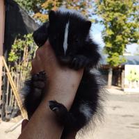 Puzzole americane - Moffette