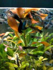 Guppy