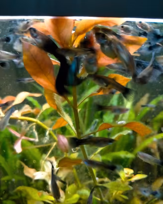 Guppy