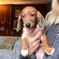 Cucciola di bassotto piebald