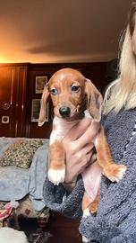 Cucciola di bassotto piebald